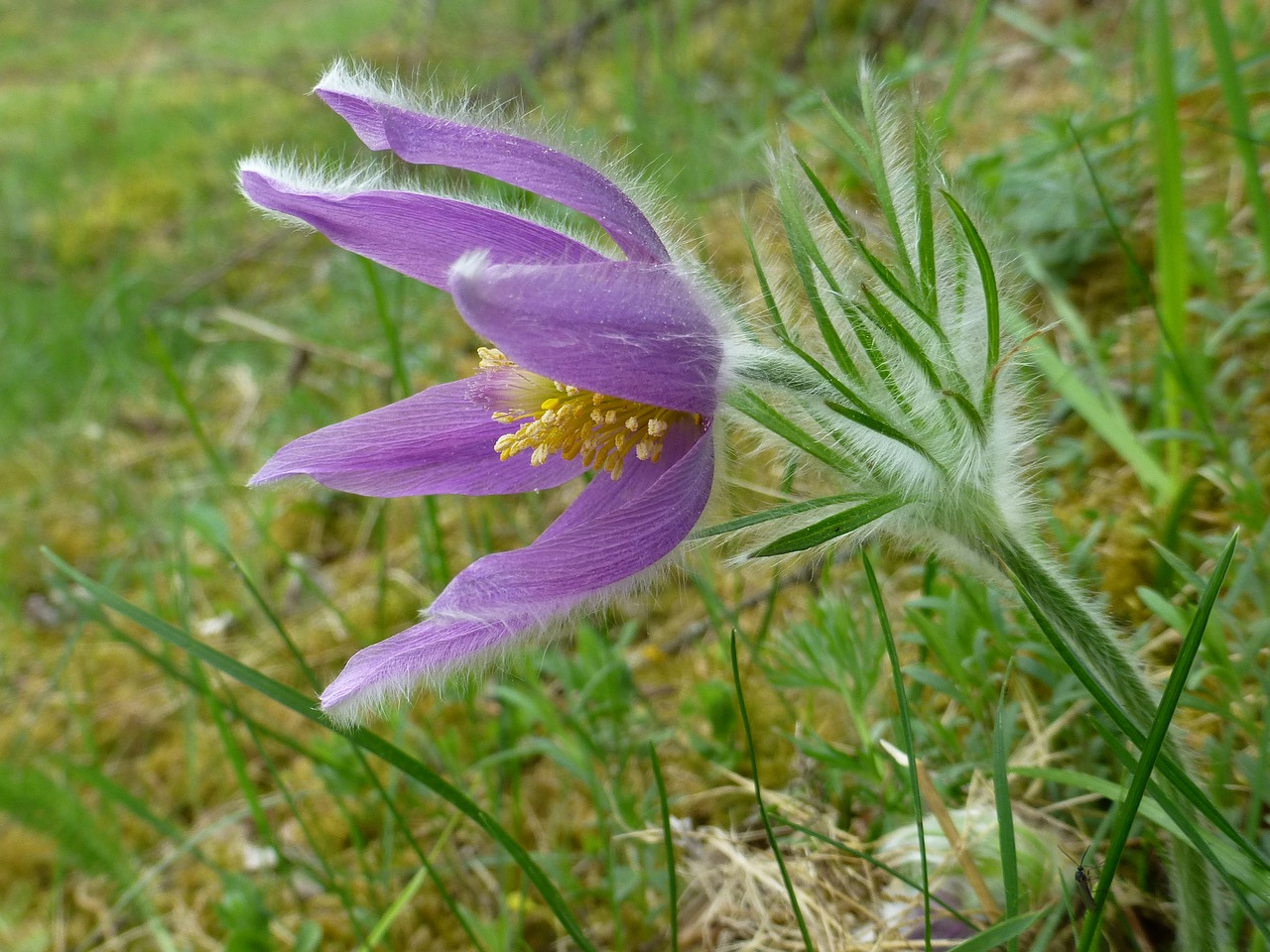 Pasqueflower,  Pulsatilla,  Violetinė,  Plaukuotas, Nemokamos Nuotraukos,  Nemokama Licenzija