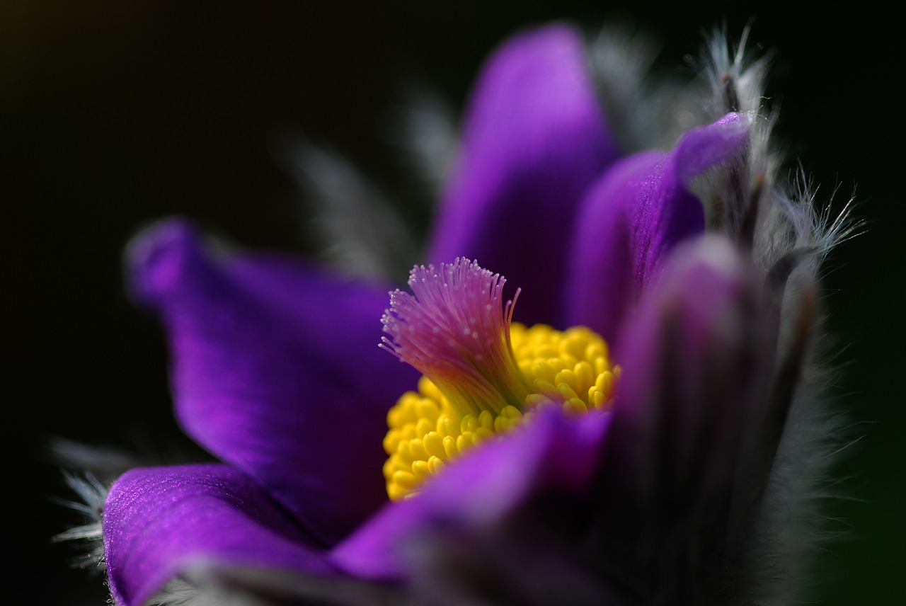 Pasqueflower, Gamta, Gėlė, Makro, Žiedas, Žydėti, Sodas, Nemokamos Nuotraukos,  Nemokama Licenzija