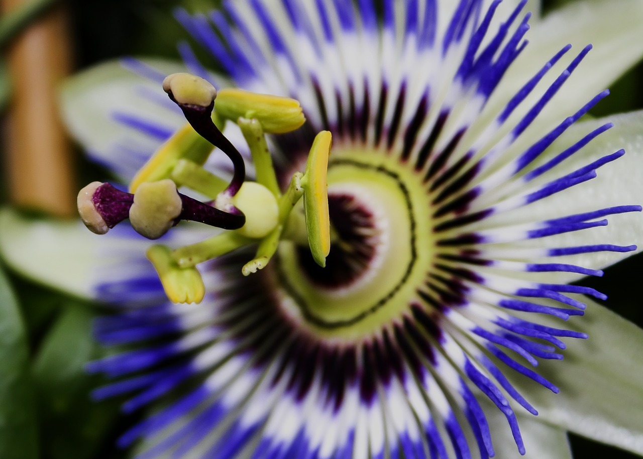 Pasiflora, Žiedas, Žydėti, Uždaryti, Aistra Gėlė, Gamta, Augalas, Egzotiškas, Pistil, Aistra Gėlių Augalas