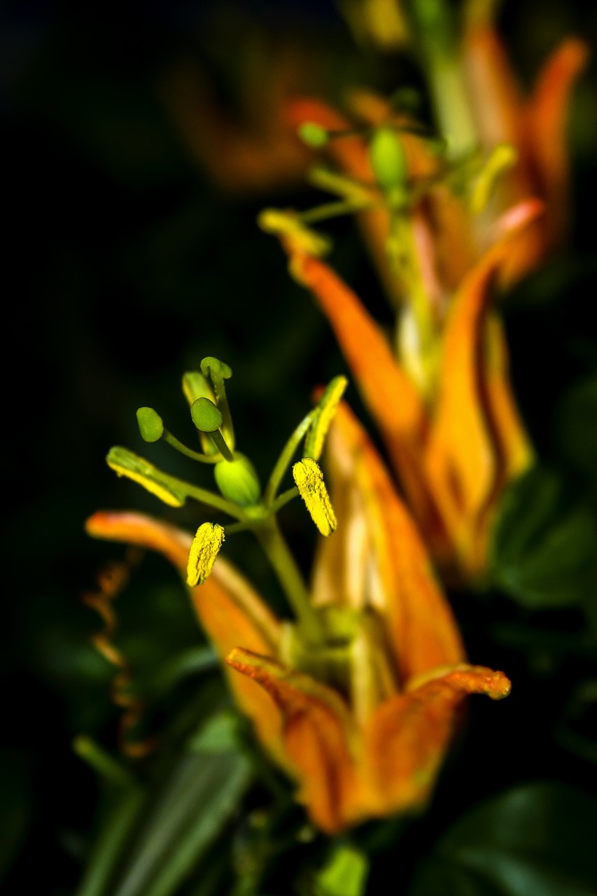 Pasiflora, Žiedas, Žydėti, Uždaryti, Aistra Gėlė, Gamta, Augalas, Egzotiškas, Pistil, Aistra Gėlių Augalas