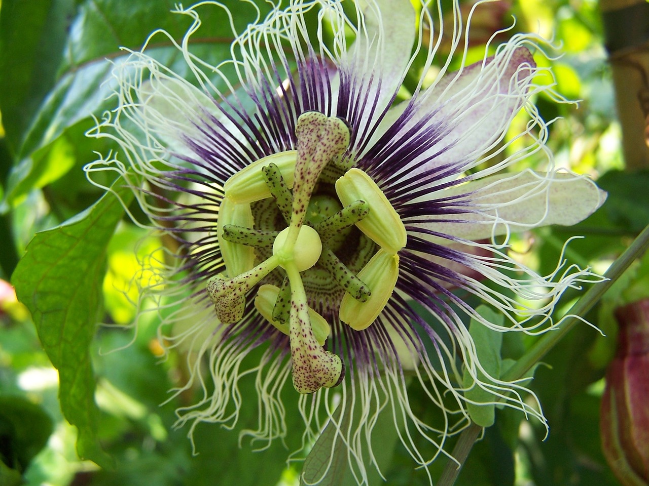 Pasiflora, Edulis X Colvilli, Creeper, Hibridas, Nemokamos Nuotraukos,  Nemokama Licenzija