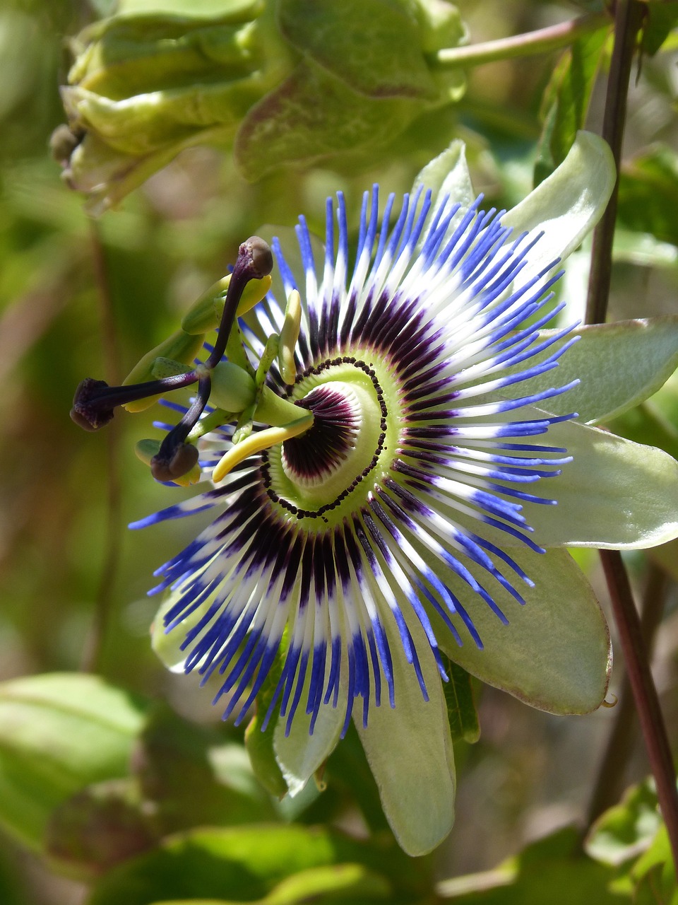 Pasiflora Caerulea, Pasiflora, Aistra Gėlė, Mėlyna Passionflower, Gėlė, Nemokamos Nuotraukos,  Nemokama Licenzija