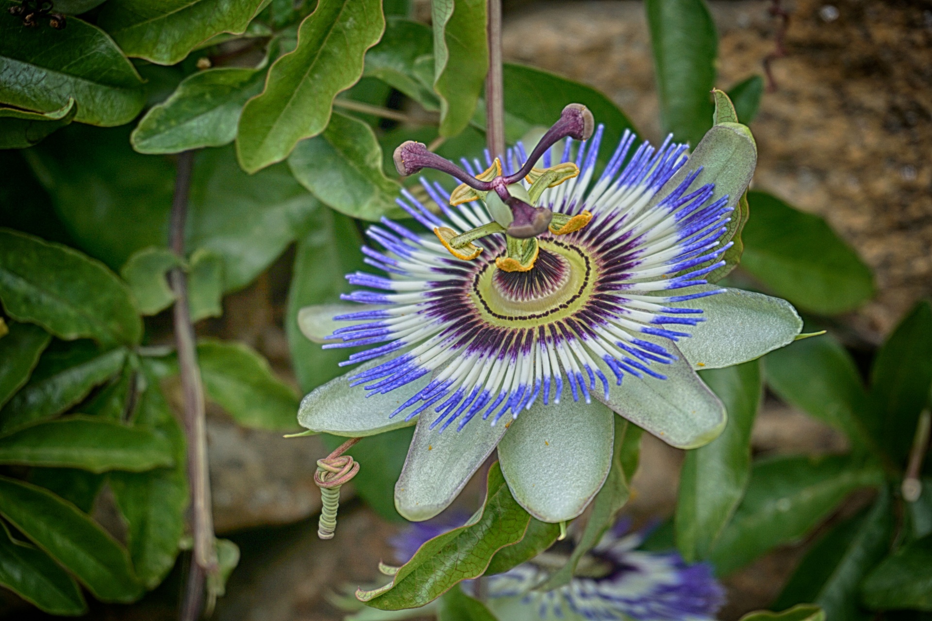 Aistrafloro,  Žolė,  Gėlė,  Flora,  Medicina,  Žiedlapiai,  Sodas,  Mėlynas,  Mėlyna Passionflower, Nemokamos Nuotraukos