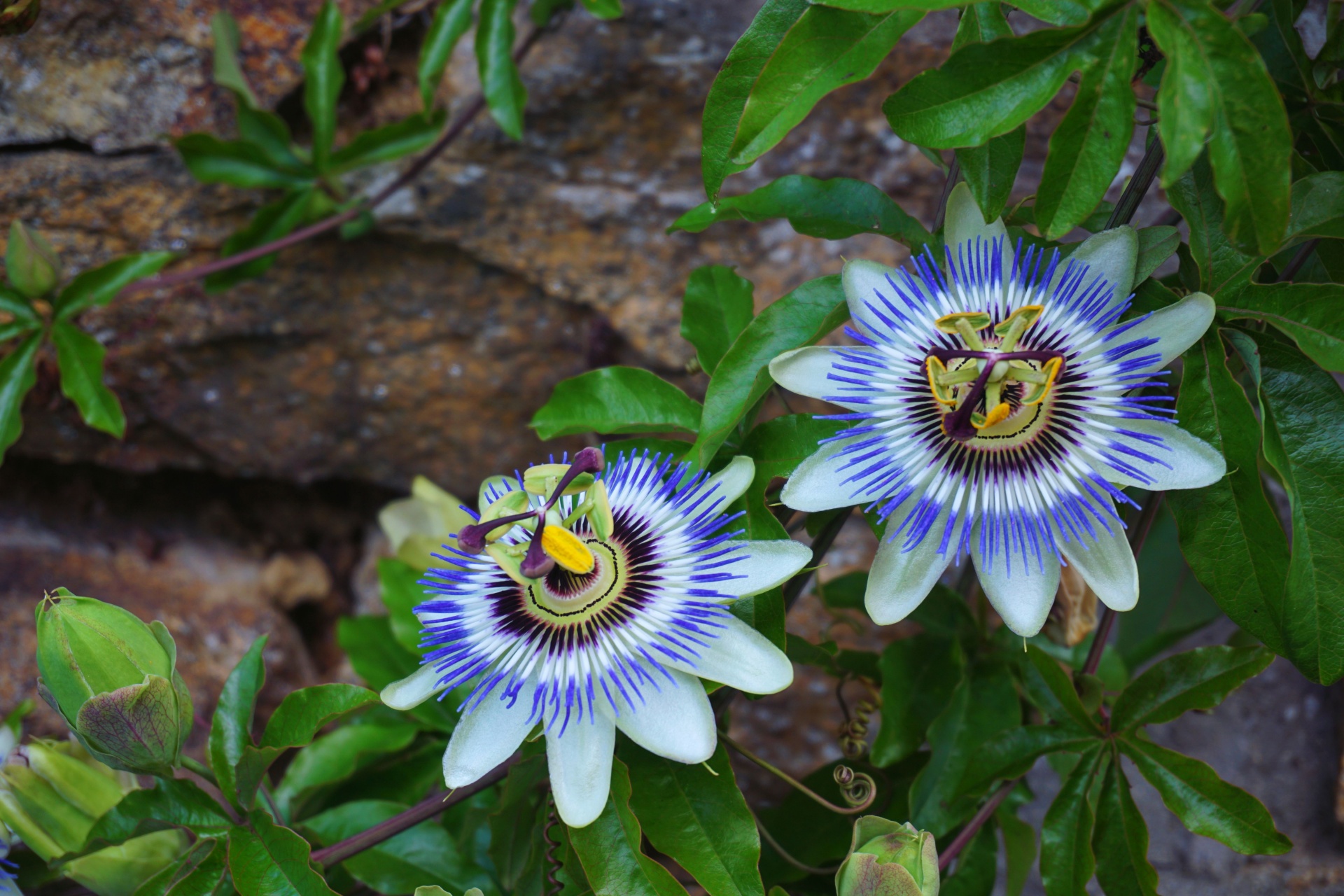 Aistrafloro,  Žolė,  Gėlė,  Flora,  Medicina,  Žiedlapiai,  Sodas,  Mėlynas,  Mėlyna Passionflower, Nemokamos Nuotraukos