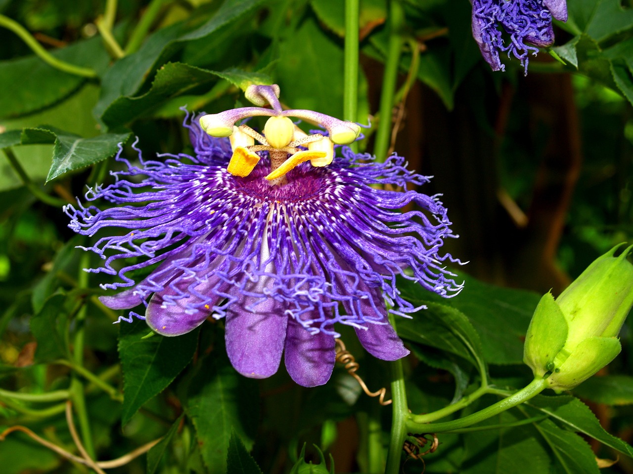 Aistra, Gėlė, Žiedas, Žydėti, Žiedlapiai, Violetinė, Mėlynas, Vynuogynai, Sodas, Drugelis Pasaulis