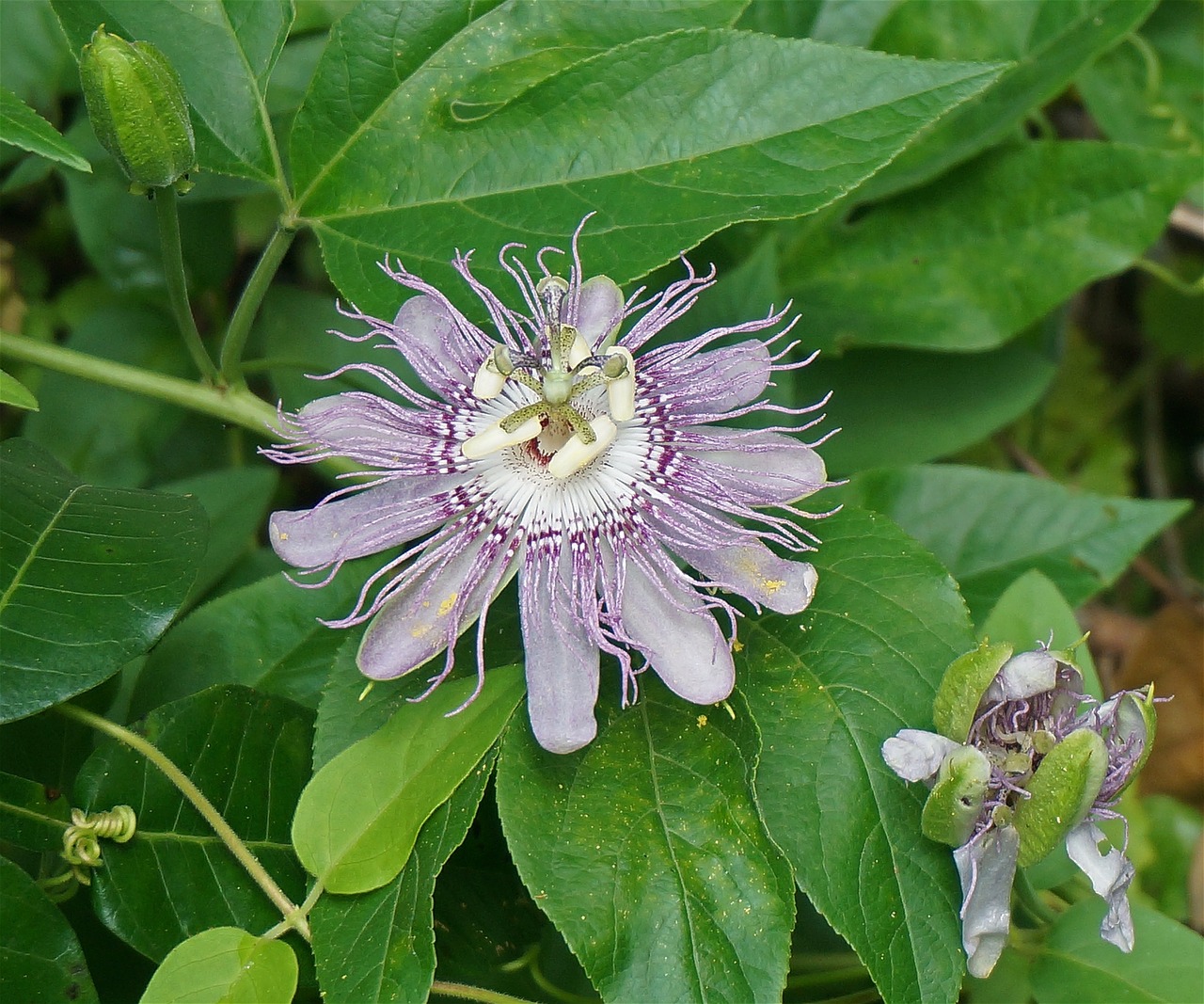 Aistra Gėlė, Gėlė, Laukiniai, Wildflower, Žiedas, Žydėti, Lapai, Sodas, Gamta, Flora