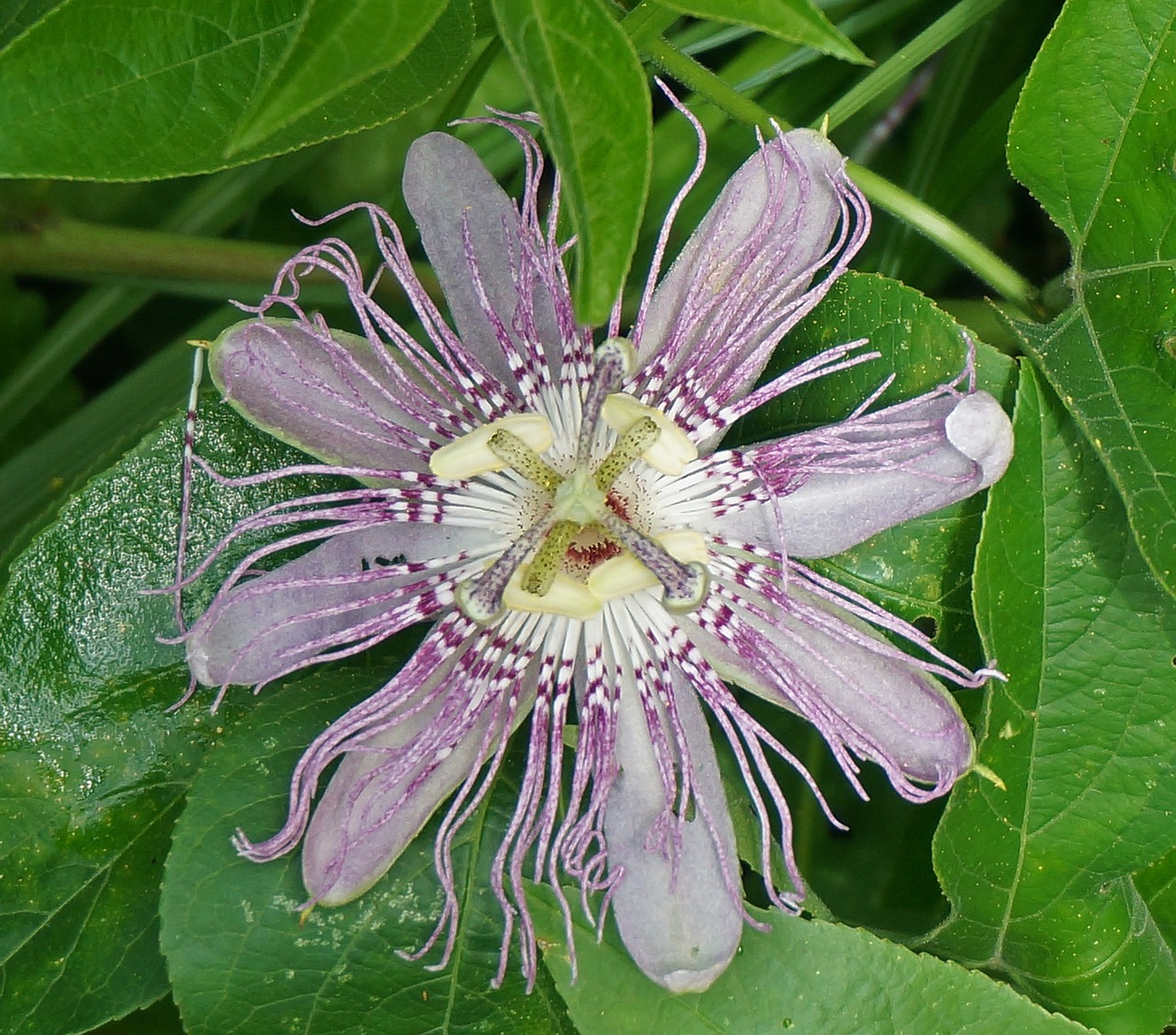 Aistra Gėlė, Gėlė, Laukiniai, Wildflower, Žiedas, Žydėti, Lapai, Sodas, Gamta, Flora