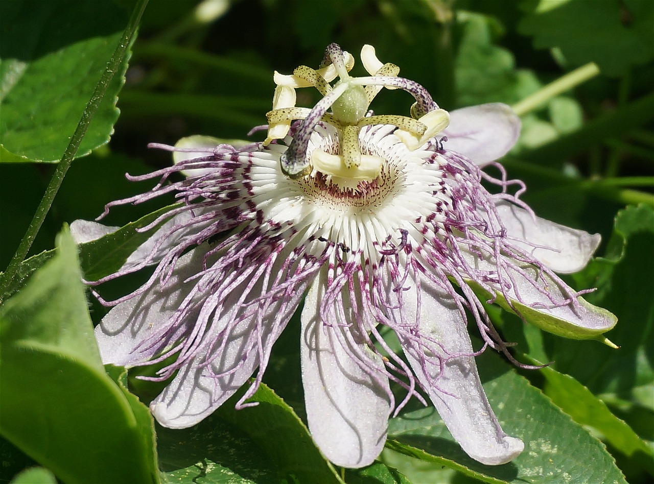 Aistra Gėlė, Iš Šono, Gėlė, Laukiniai, Wildflower, Žiedas, Žydėti, Lapai, Sodas, Gamta