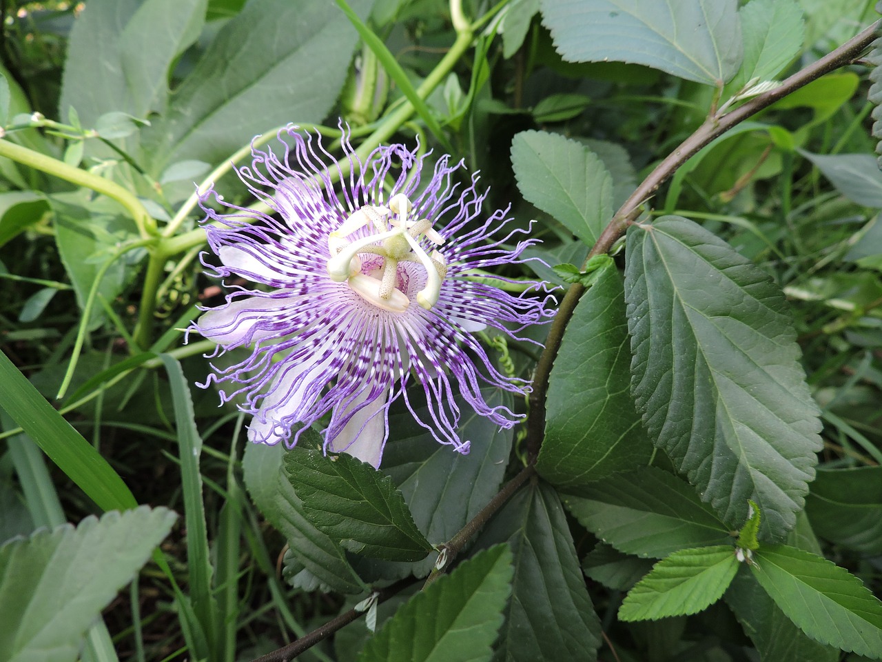 Aistra Gėlė, Gėlė, Laukiniai, Maypop, Nemokamos Nuotraukos,  Nemokama Licenzija