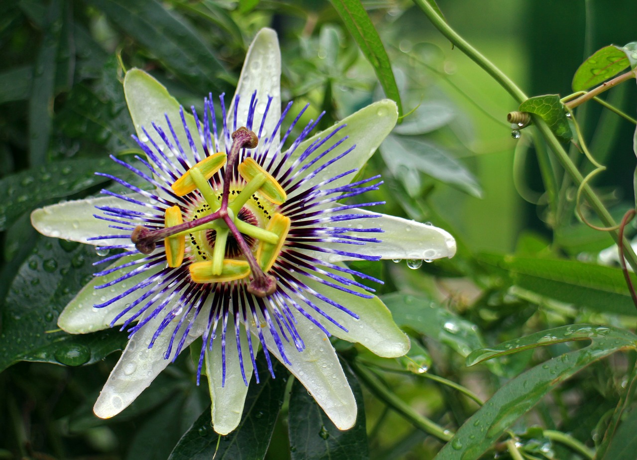 Aistra Gėlė, Pasiflora, Gėlė, Žiedas, Žydėti, Egzotiškas, Alpinistas, Aistra Gėlių Augalas, Gamta, Augalas