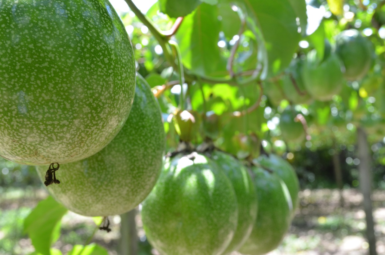 Aistra Vaisiai, Pasėlių, Agronomija, Žemdirbystė, Nemokamos Nuotraukos,  Nemokama Licenzija