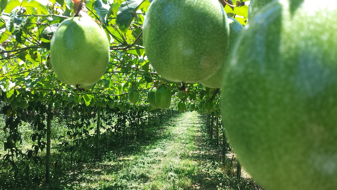 Aistra Vaisiai, Žemdirbystė, Agronomija, Kaimas, Pasėlių, Nemokamos Nuotraukos,  Nemokama Licenzija