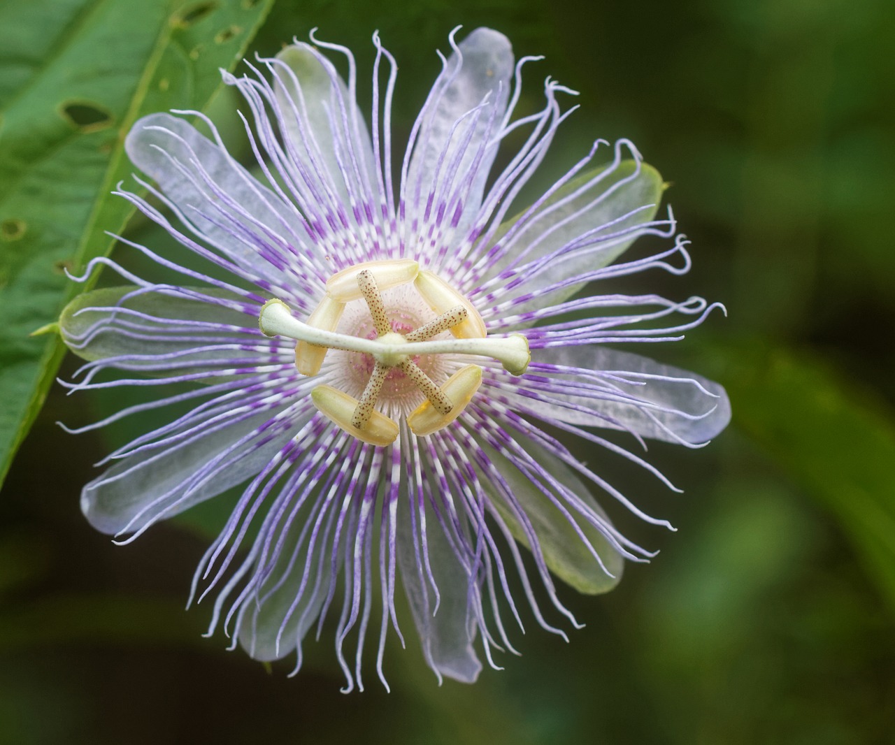 Aistra Vynuoges, Gėlė, Pasiflora, Žydėti, Žiedlapis, Egzotiškas, Makro, Aistrafloro, Vasara, Spalva