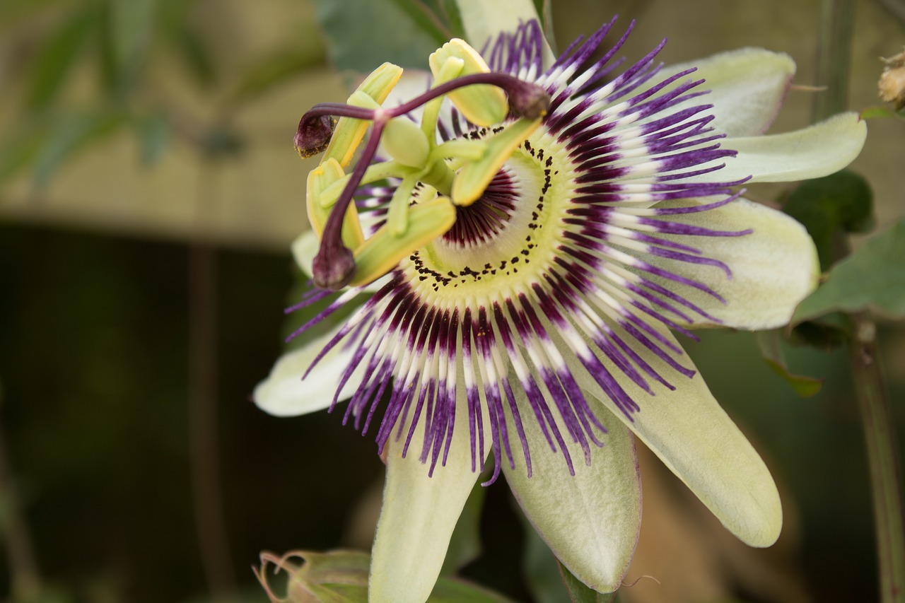 Aistrafloro, Tuti, Žiedlapiai, Gėlė, Žydėjimas, Gražios Spalvos, Žiedlapis, Aistra, Žydėti, Pasiflora