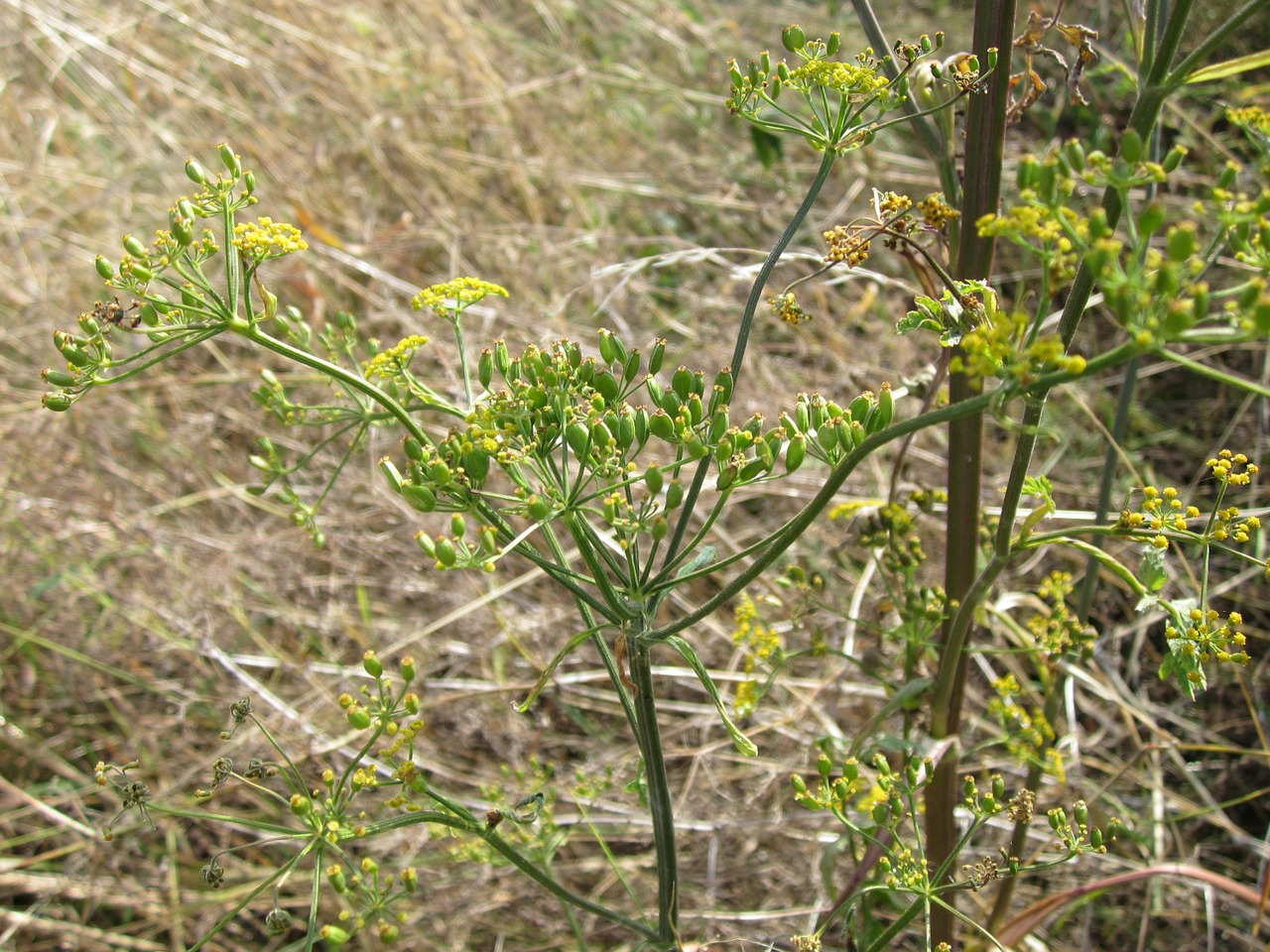 Pastinaca Sativa,  Pastinakas,  Flora,  Augalas,  Gėlė,  Botanika,  Rūšis,  Wildflower,  Žydėti,  Žiedas