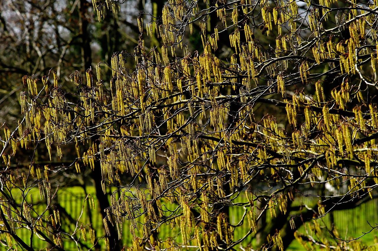 Ganykla, Žiedas, Žydėti, Gluosnių Catkins, Gluosniai Kačiukai, Pavasaris, Ganymas Šiltnamyje, Pavasario Papuošalai, Apdaila, Pavasario Pranašys