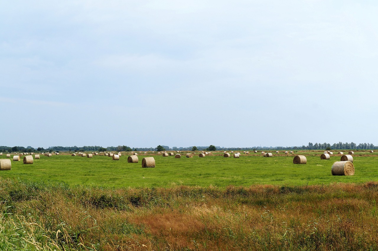 Ganykla, Žemdirbystė, Šienas, Rutuliai, Naminių Gyvūnėlių Maistas, Gyvuliai, Idilija, Nemokamos Nuotraukos,  Nemokama Licenzija