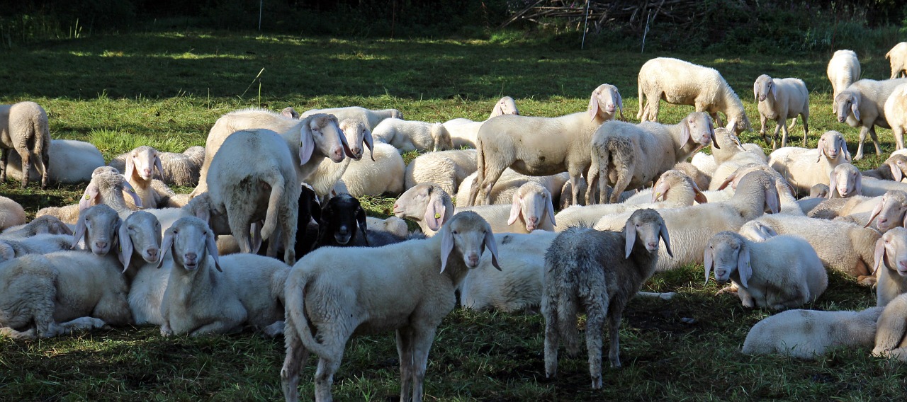 Ganykla, Avių Pulkas, Flock, Avys, Grupė, Kartu, Bendruomenė, Komanda, Bandos Gyvūnai, Poilsis