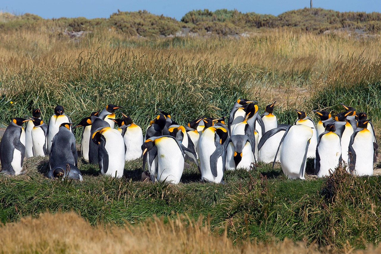 Patagonia, Pingvinas, Gyvūnai, Karališkasis Pingvinas, Nemokamos Nuotraukos,  Nemokama Licenzija