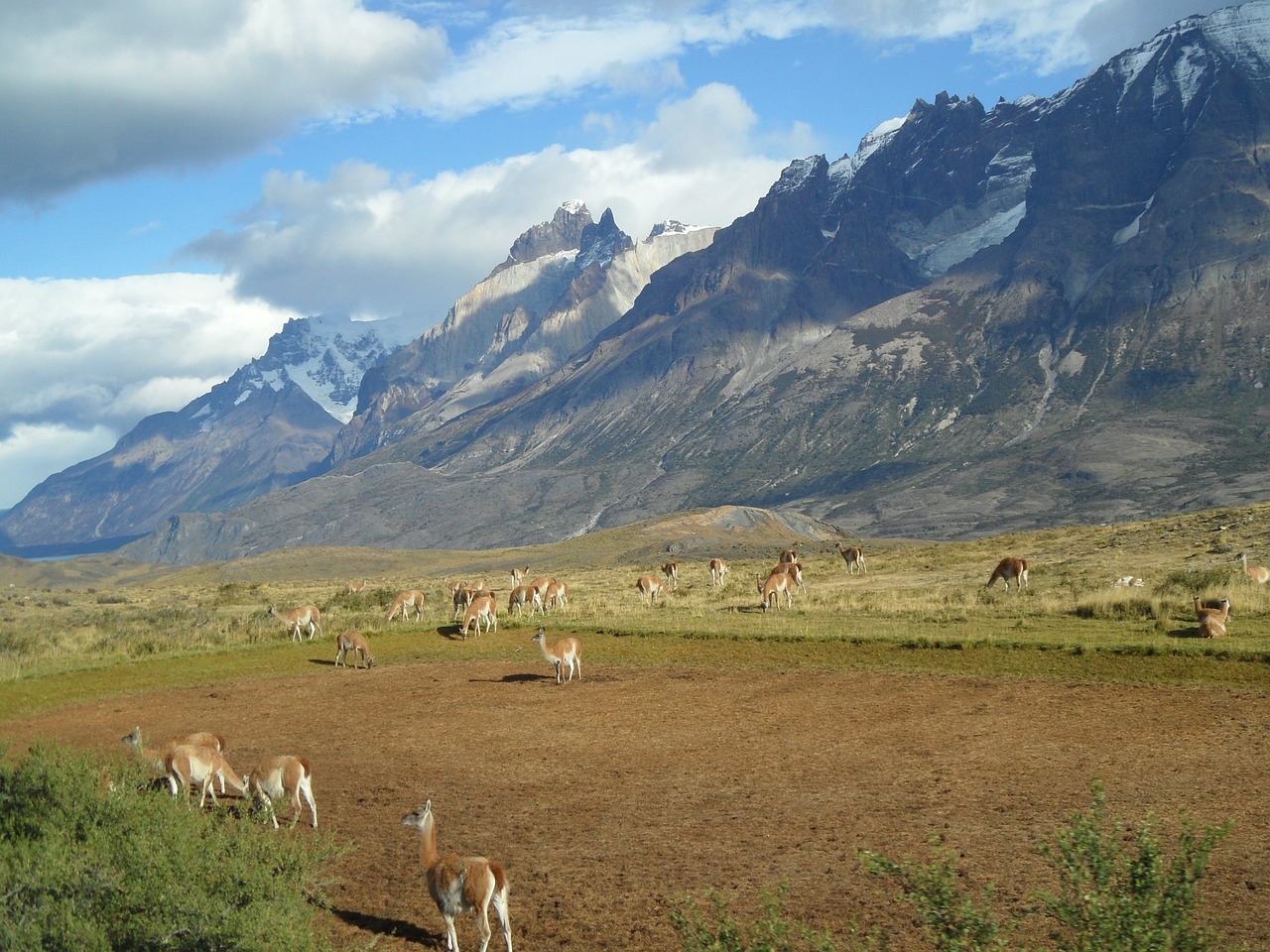 Patagonia, Alpaka, Kalnai, Čile, Nemokamos Nuotraukos,  Nemokama Licenzija