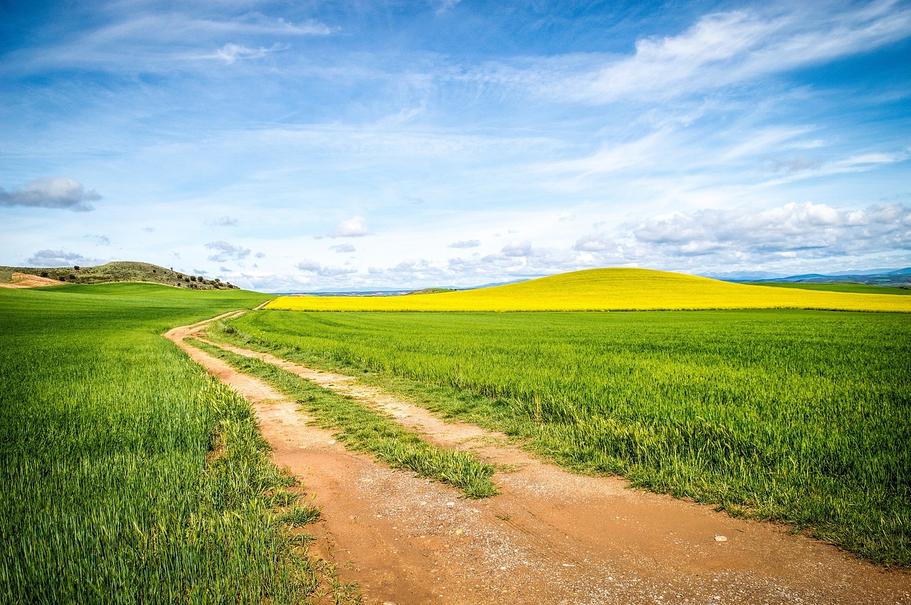 Kelias, Laukas, Auginimas, Pavasaris, Kraštovaizdis, Žemdirbystė, Plantacija, Žalias, Nemokamos Nuotraukos,  Nemokama Licenzija