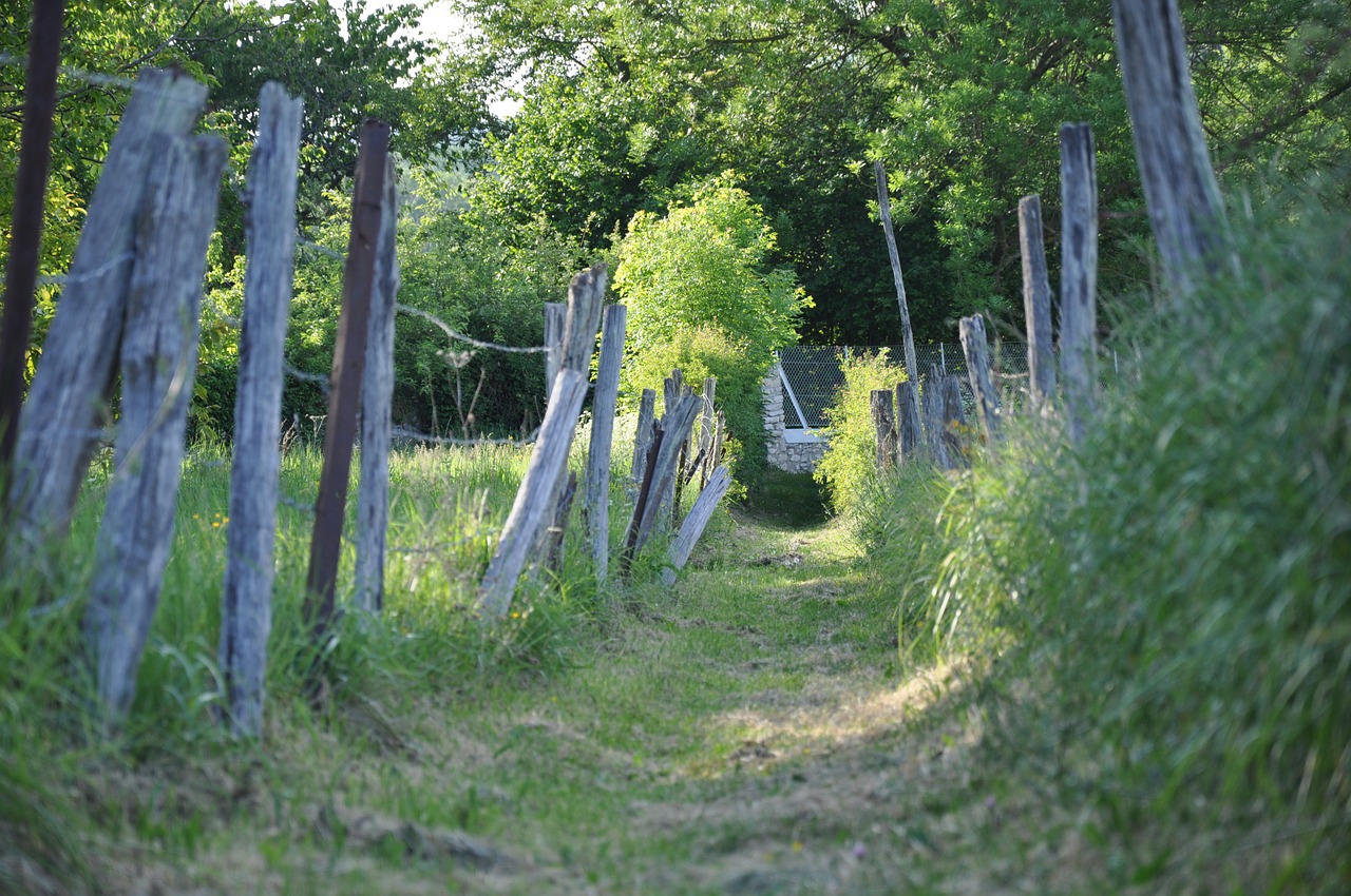 Kelias, Šalis, Laukai, Laukas, Gamta, Laukinė Gėlė, Fleurs Des Champs, Pre, Pavasaris, Nemokamos Nuotraukos