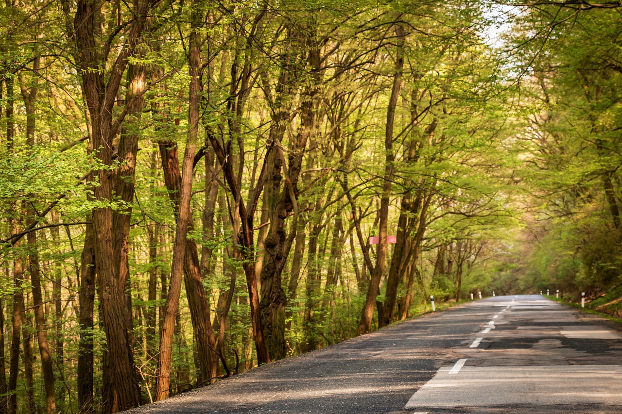 Kelias, Medžiai, Miškas, Gamta, Automobilis, Transportas, Džiunglės, Gabenimas, Nemokamos Nuotraukos,  Nemokama Licenzija