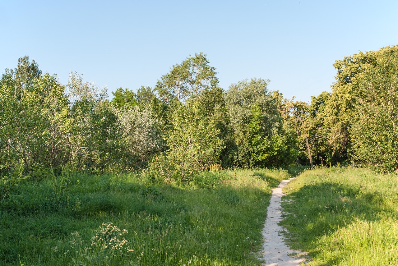 Kelias, Miškas, Gamta, Medžiai, Parkas, Kraštovaizdis, Vasara, Vaikščioti, Gyvoji Gamta, Lapai