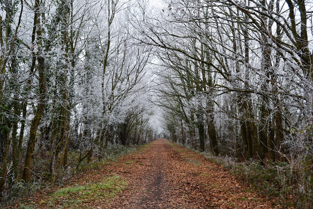 Kelias, Medis, Želė, Lapai, France, Perspektyva, Žygiai, Važiuoti, Gamta, Šaltas