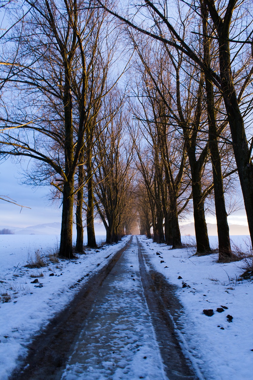 Kelias, Medžiai, Sniegas, Žiema, Slovakija, Gamta, Šalis, Nemokamos Nuotraukos,  Nemokama Licenzija