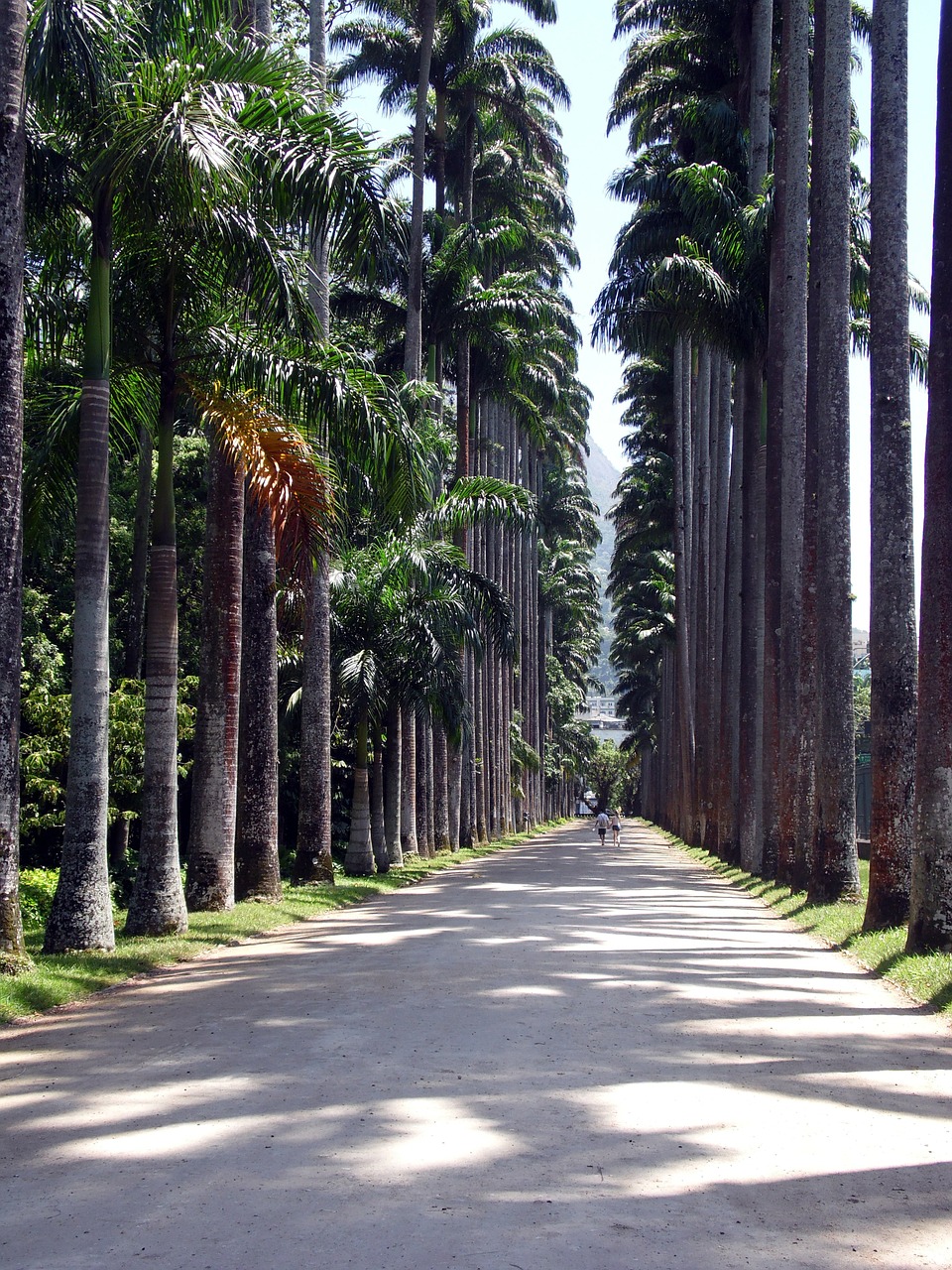 Kelias, Medžiai, Gamta, Botanikos Sodas, Rio De Žaneiras, Miškas, Nemokamos Nuotraukos,  Nemokama Licenzija