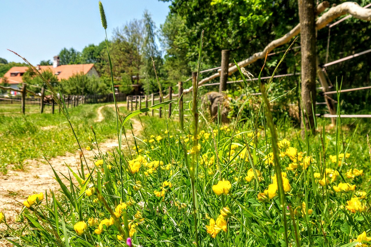 Kelias, Pieva, Žolė, Vaikščioti, Romantika, Dangus, Vaizdas, Kraštovaizdis, Dangus, Lauko Kelionė