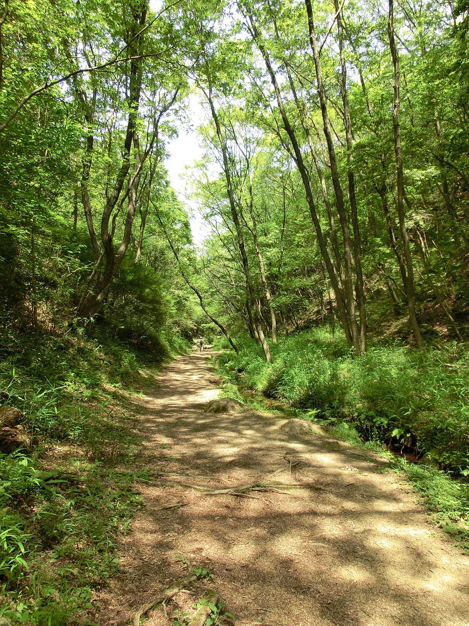 Kelias,  Takas,  Miškas,  Gamta,  Lauke,  Žalias,  Lapija,  Miškai,  Pėsčiųjų Takas,  Saulėtas