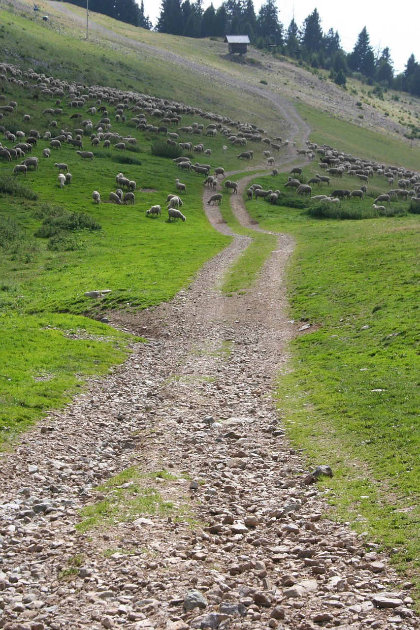 Kelias, Kalnas, Žygiai, Avys, Kalnų Ganyklos, Kraštovaizdis, Nemokamos Nuotraukos,  Nemokama Licenzija