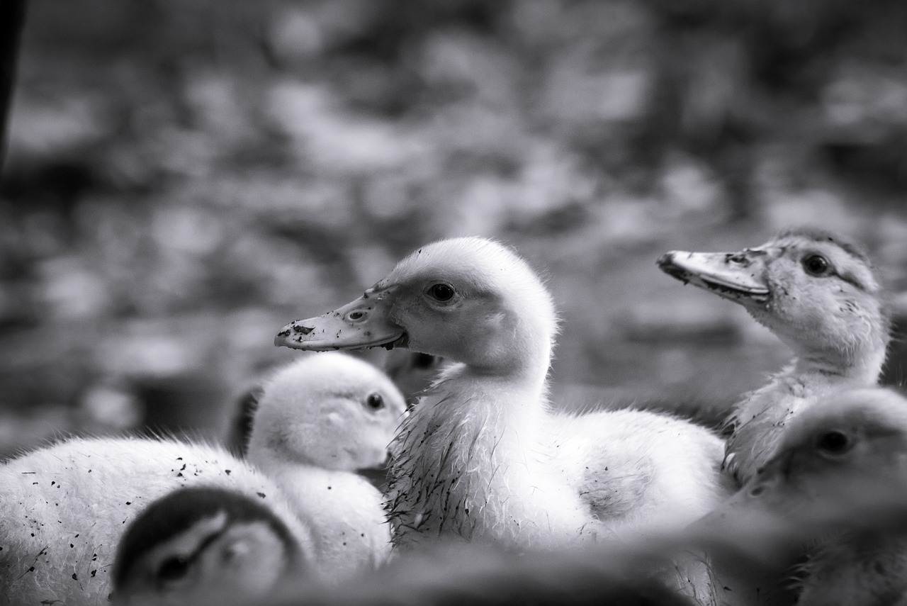 Patos, Bebé, Kūdikis, Antis, Balta, Mažas, Gyvūnas, Mažai, Juokinga, Tierno