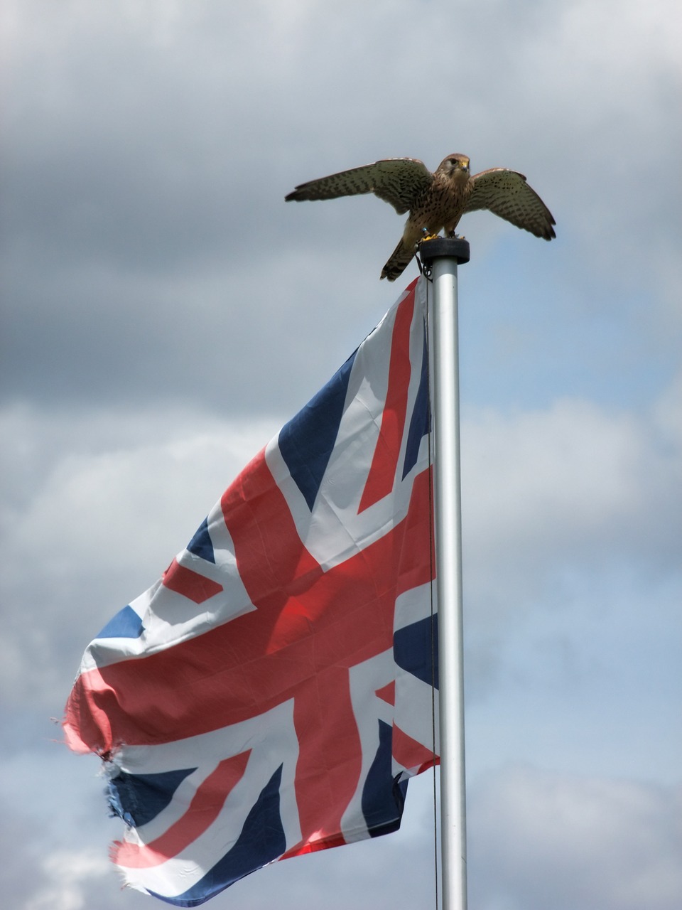 Patriotinis, Britanija, Erelis, Vėliava, Laisvė, Laukinė Gamta, Anglija, Patriotizmas, Skrydis, Salkūnai