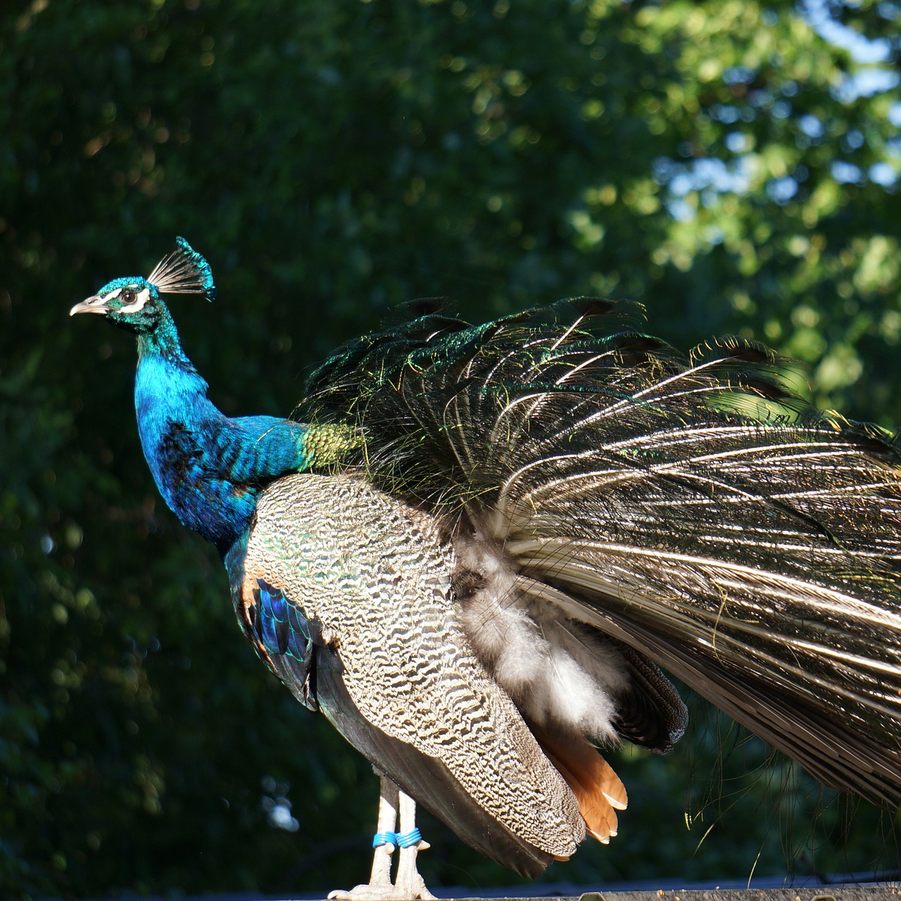 Pavo Cristatus, Povas Kyla Iš Pelenų, Plunksnos Padidintos, Nemokamos Nuotraukos,  Nemokama Licenzija