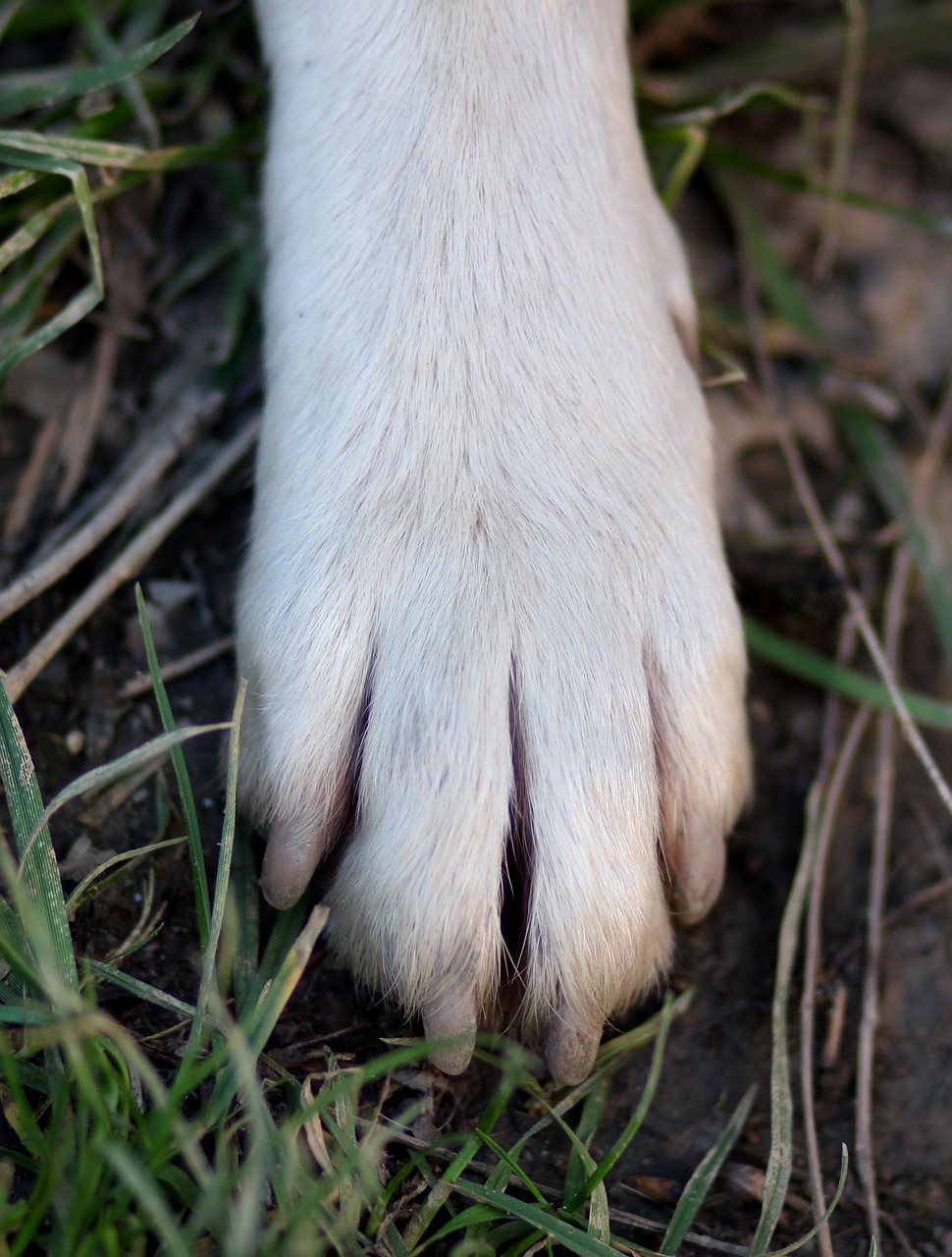 Paw,  Vinis,  Šuo,  Be Honoraro Mokesčio, Nemokamos Nuotraukos,  Nemokama Licenzija