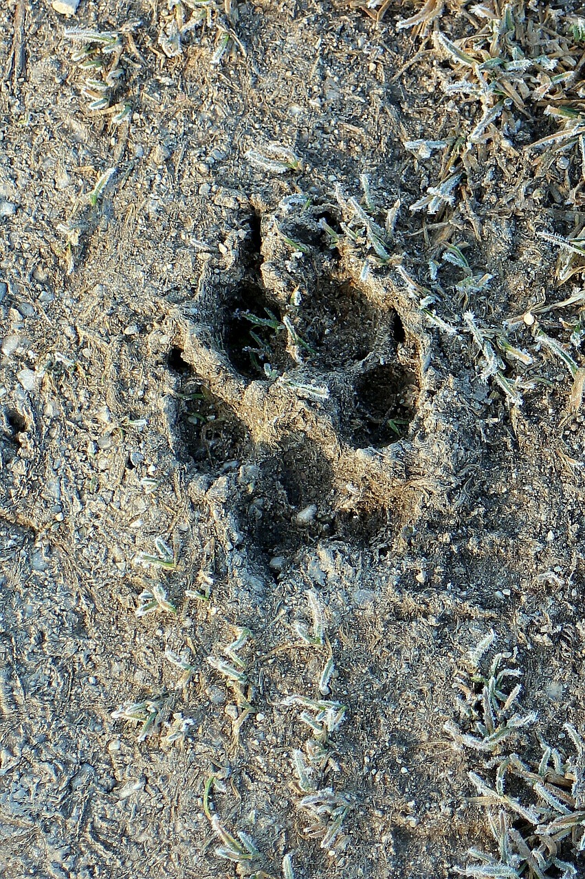 Paties Spausdinimas, Pakartotinai Spausdinti, Atsekti, Gyvūnas, Šuo, Paw, Dešimt, Pėdsakai, Nemokamos Nuotraukos,  Nemokama Licenzija