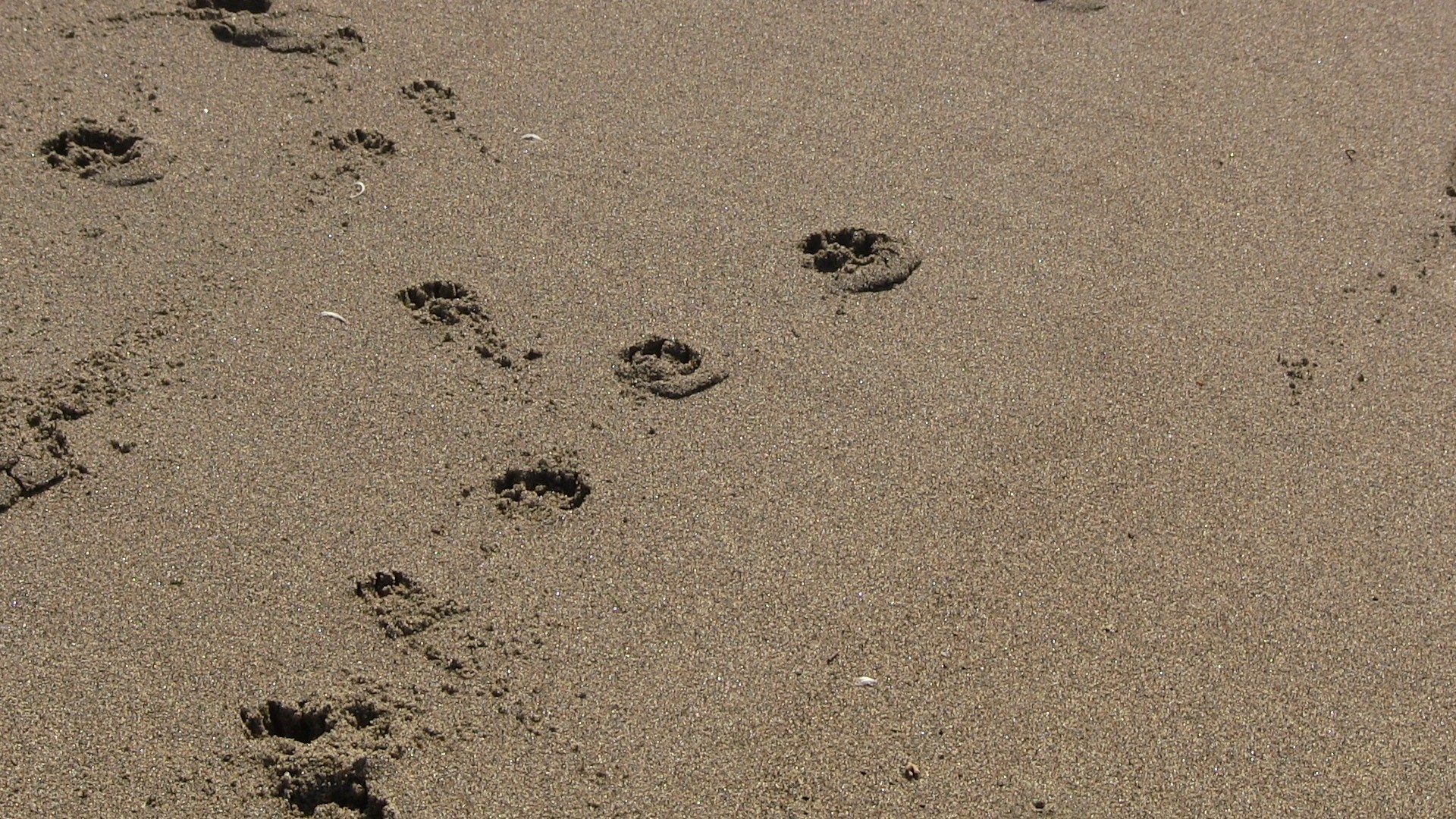 Šuo,  Paw,  Spaudiniai,  Smėlis,  Papludimys,  Vandenynas,  Fonas,  Tekstūra,  Modelis,  Kaklas Atspausdina Drėgnu Smėliu