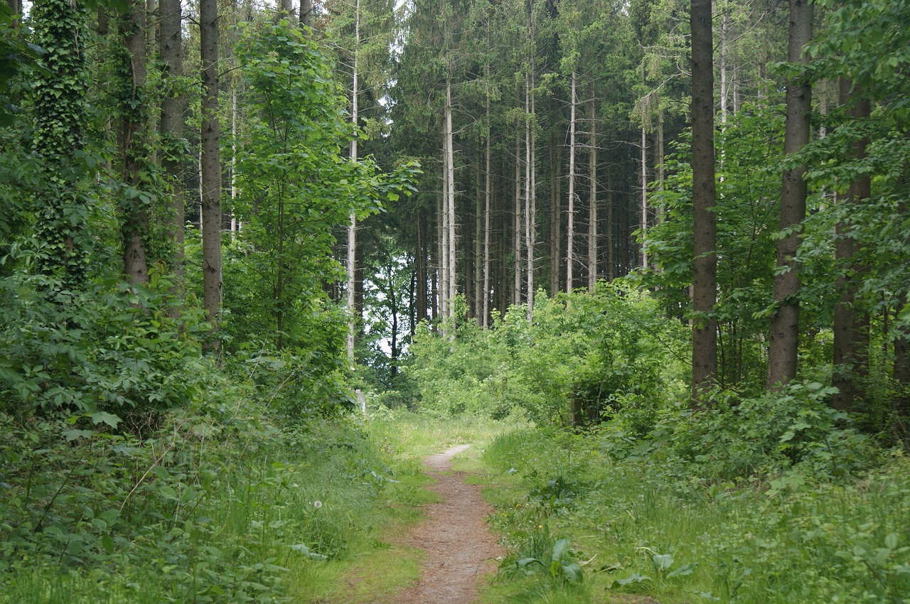 Pėstininkas Schema, Gamta, Miškas, Nemokamos Nuotraukos,  Nemokama Licenzija