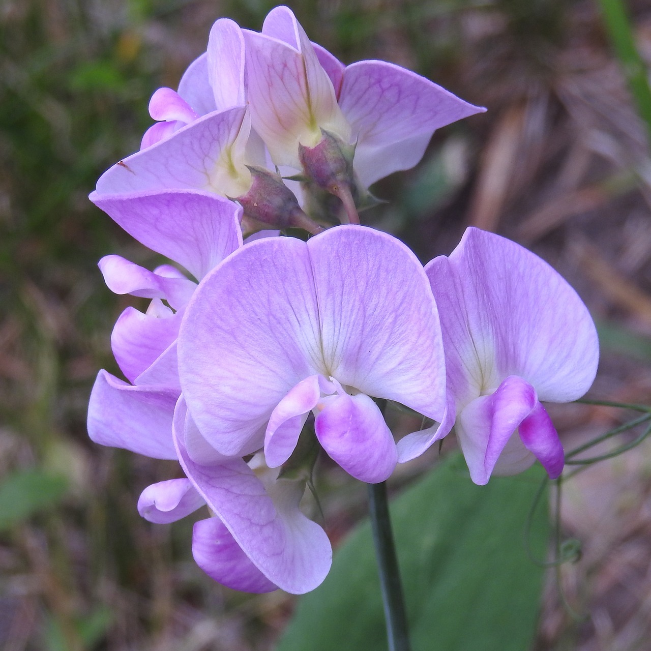 Žirnis, Fabaceae, Pavasario Žirnis, Žydėti, Latiuris, Nemokamos Nuotraukos,  Nemokama Licenzija