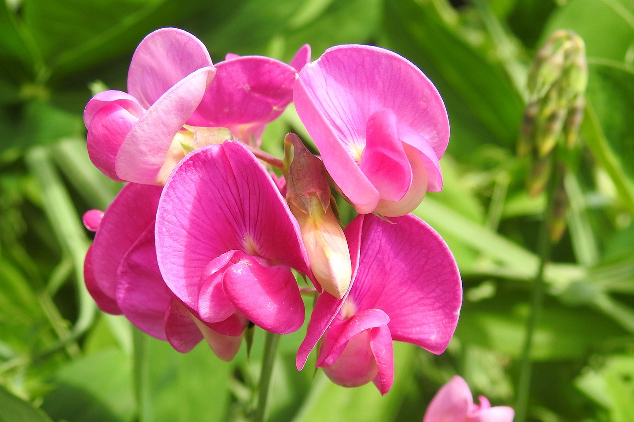 Žirnis, Vetch, Raudona, Šviesus, Fabaceae, Žiedas, Žydėti, Flora, Nemokamos Nuotraukos,  Nemokama Licenzija