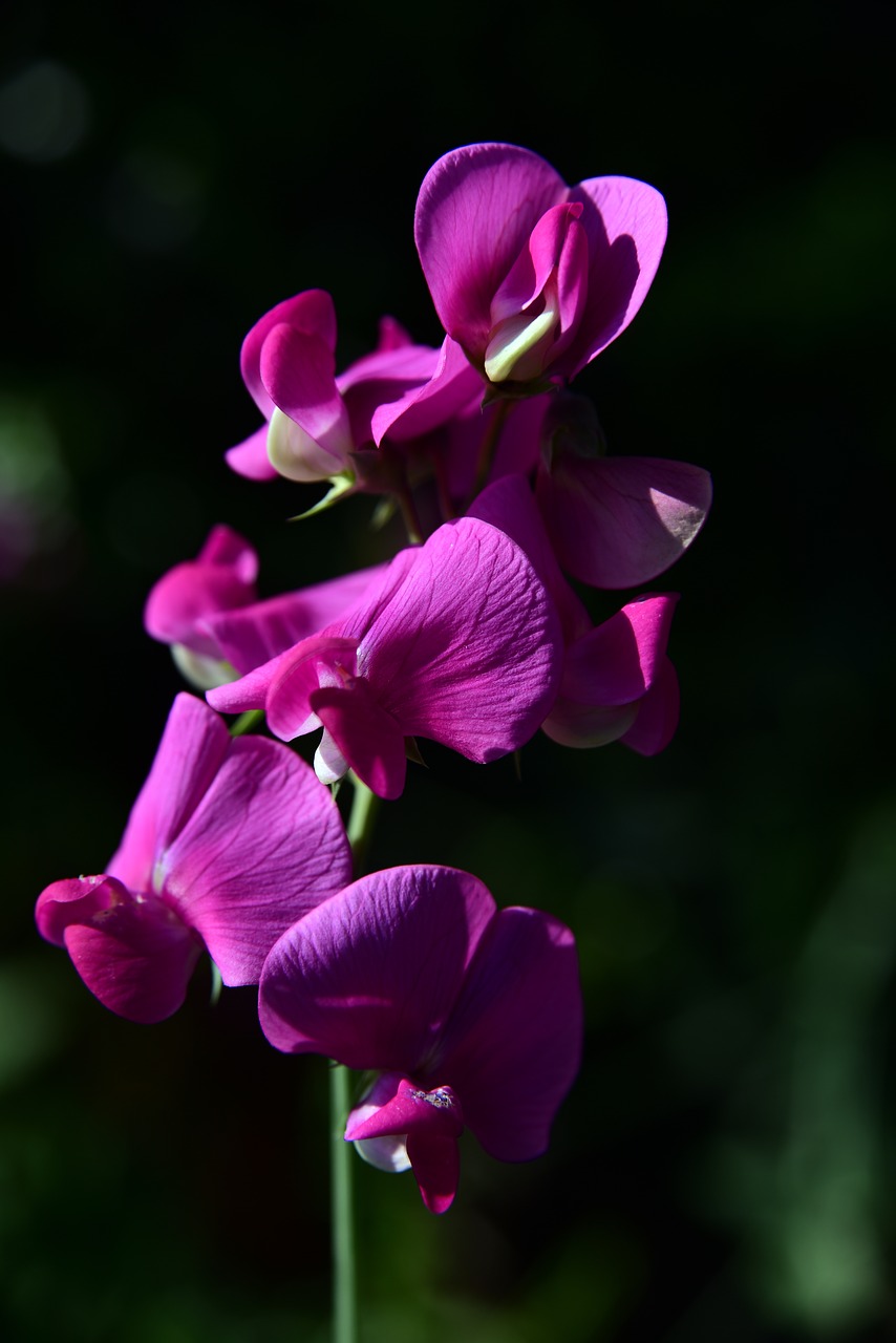 Žirnių,  Žirnių Žydėjimo Būsenoje,  Spalva,  Violetinė,  Gėlės,  Ziererbse,  Gėlių Sodas,  Sodo Augalų,  Gražus,  Iš Arti