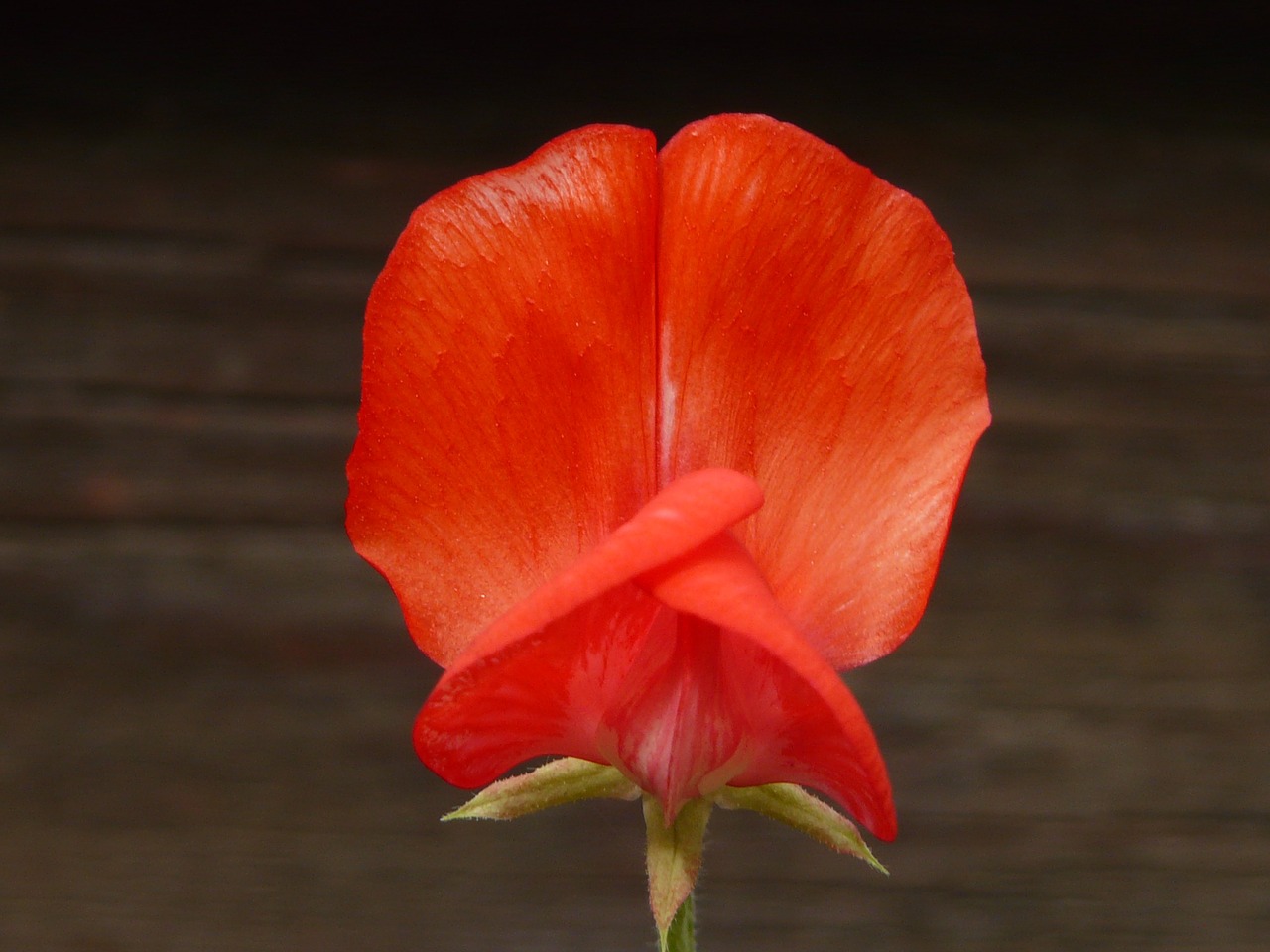 Žirnis, Latiuris, Ankštiniai, Fabaceae, Augalas, Žiedas, Žydėti, Gėlė, Raudona, Gražus