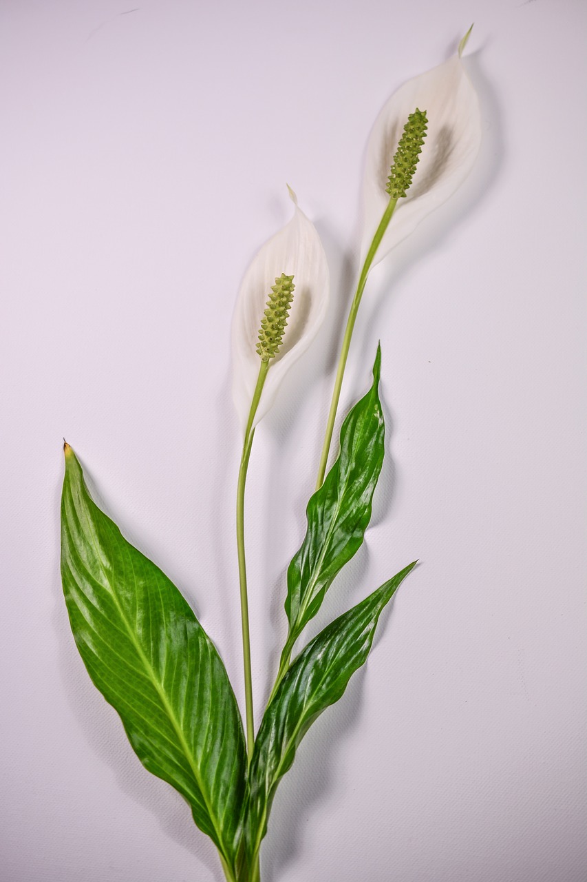 Taurieji Lelija, Gėlė, Augalas, Lelija, Žydėti, Botanika, Izoliuotas, Vienas, Spathiphyllum, Elegantiškas