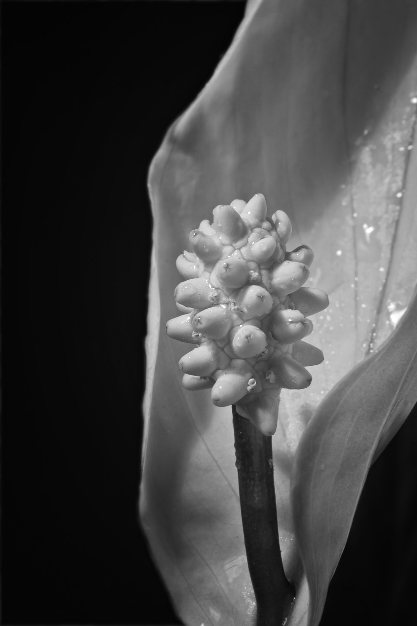 Taurieji Lelija, Žiedas, Žydėti, Gėlių Kolba, Makro, Atogrąžų, Gėlė, Kambarinis Augalas, Bract, Araceae