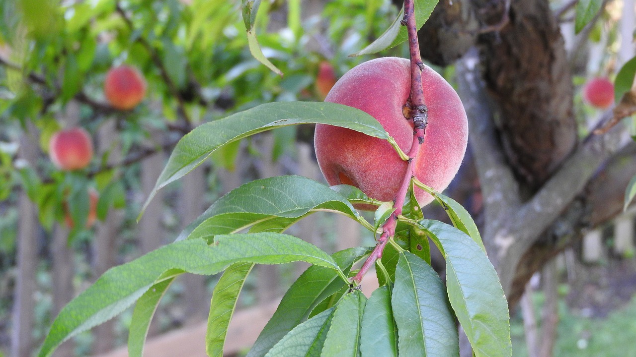 Persikas, Persikų Medis, Persikų Medžių Šaka, Prunus Persica, Persikas Ant Šakos, Nemokamos Nuotraukos,  Nemokama Licenzija