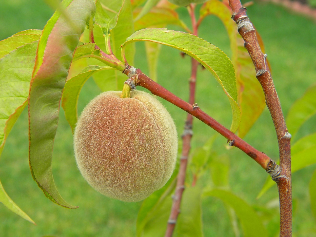 Persikas, Vaisiai, Namuose Išaugintas, Maistas, Sveikas, Ekologiškas, Žaliavinis, Neprinokęs, Medis, Filialas