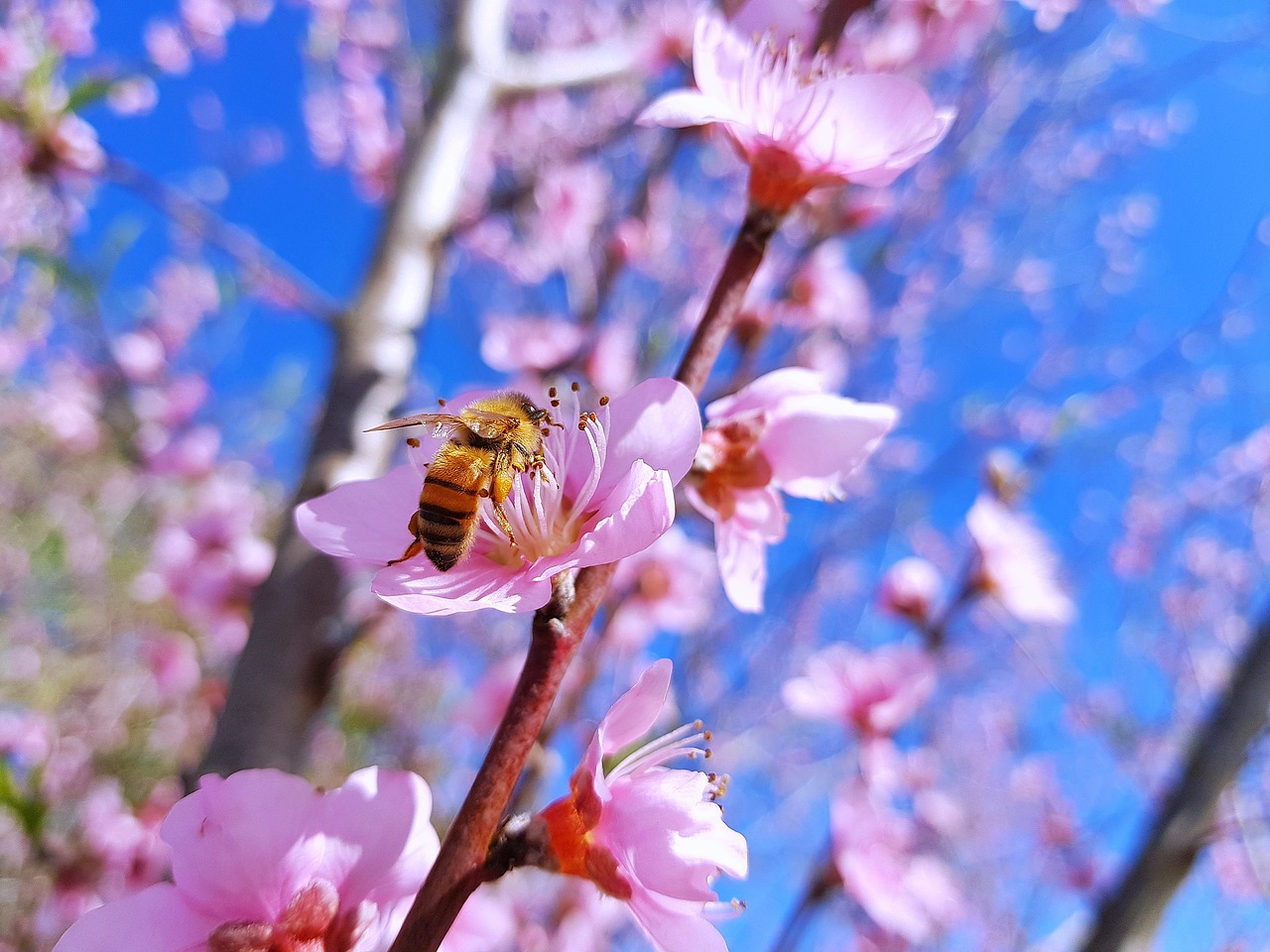 Peach Gėlės, Naujoji Zelandija, Bičių, Nemokamos Nuotraukos,  Nemokama Licenzija